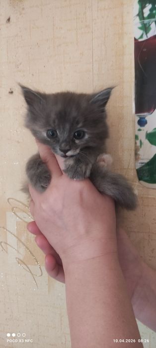 Отдам котят в добрые руки!