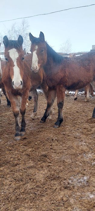 Продам 20 голов жеребчиков