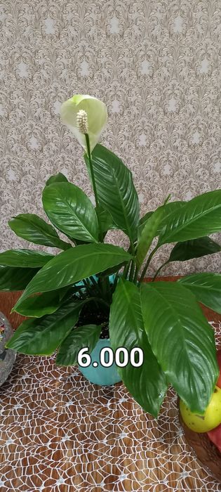 Продам комнатные цветы.