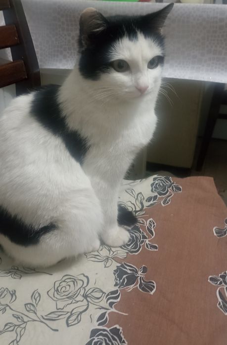 Кошечка,6 мес.в добрые руки