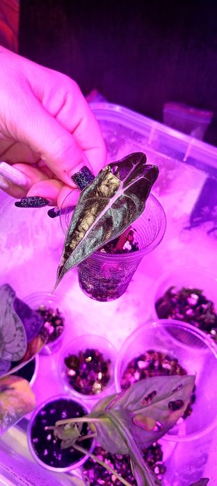 Продам деток Алоказии полли