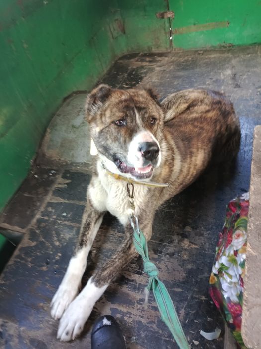 Продается Алабай в хорошие руки