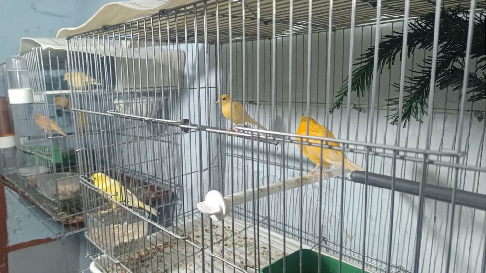 Продаются конарейки