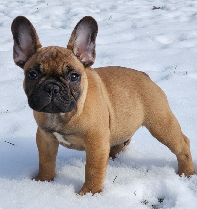 Щенки Французский бульдог