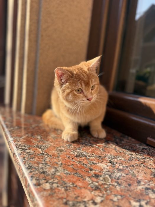 Продается котик шотландский скоттиш страйт