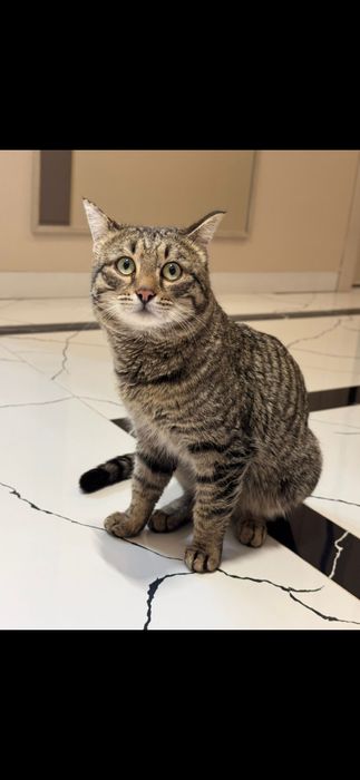 Кот котик молодой