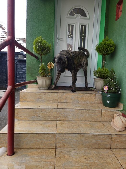 DONEZ câine ,ascultător,jucaus,vaccinat,etc