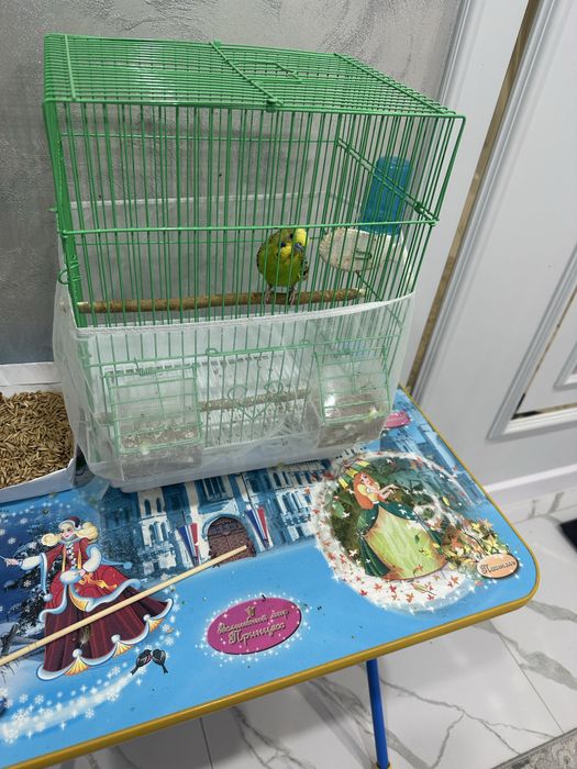 Продам попугай срочно