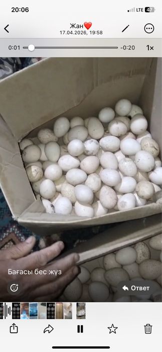 Домашний жұмыртқа үндіктікі