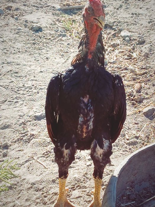 Yapon Shamoni tozzasi