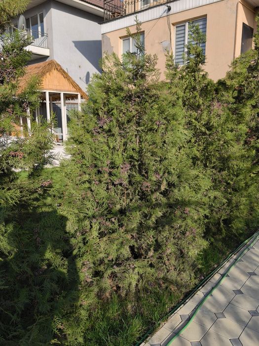 Продам туи восточные Биота 2,5-3,5м