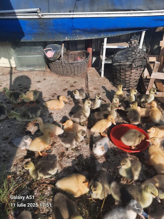 Vand gâște și găscani