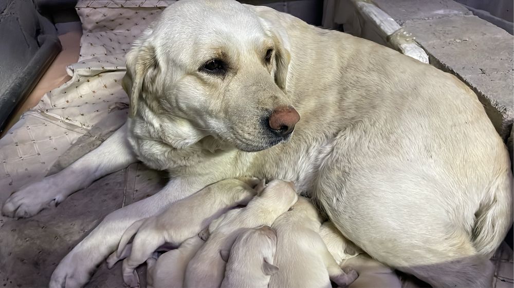 Лабрадор сучка 1,5 года