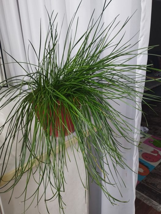 Продам комнатные растения