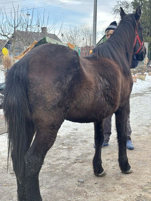 De vanzere iapa de 8 ani bland  farte bun la ham nu se teme de niminc