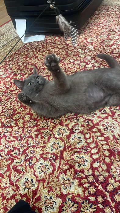 Ищу дом для двух кошек !