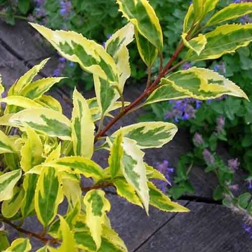 Форзиция пестролистный саженец