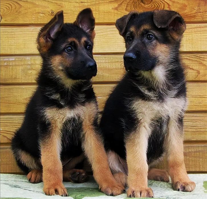 Щенки немецкой овчарки