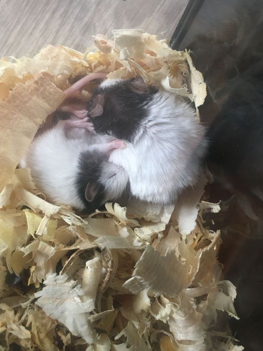 Китайски мишки панди