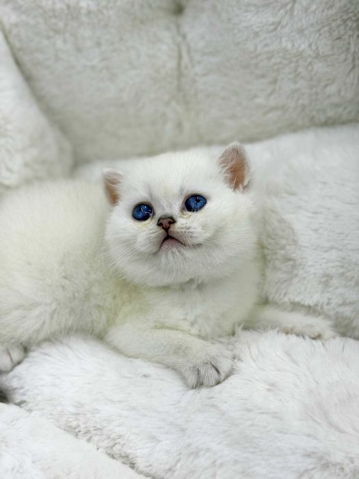 продажа котят породистый