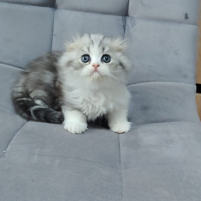 Котята Мраморные британцы