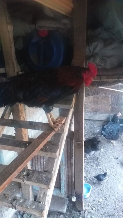Петух и квочка срочно