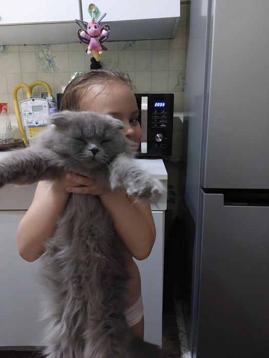 Британская вислаухая Фолд