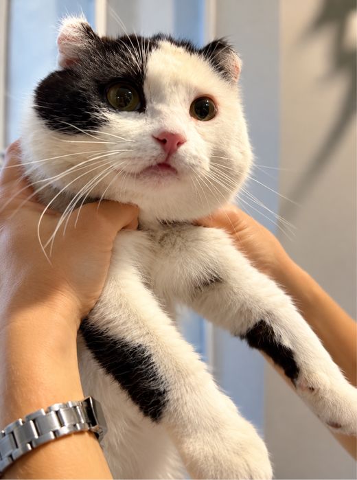 Кот-британец 2 года ищет семью.