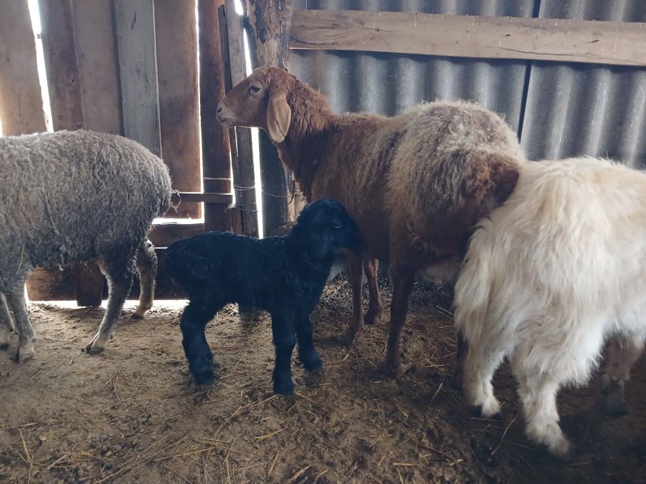 ҚозылыҚойларСатылады