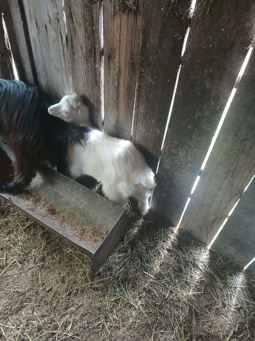 Iezi de vanzare si capre