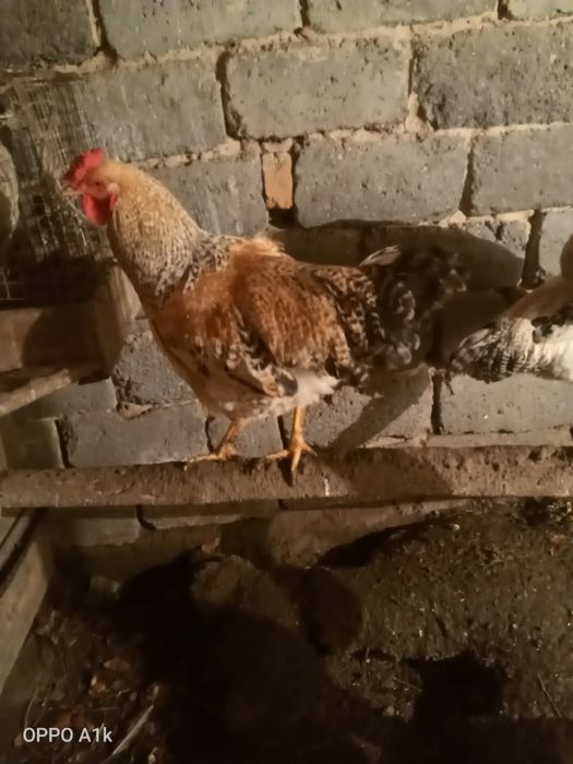 Продам молодых петушков