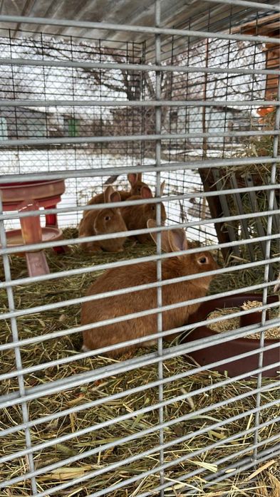 Продам Кроллов порода Бургунды