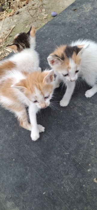 Pisici spre adoptie