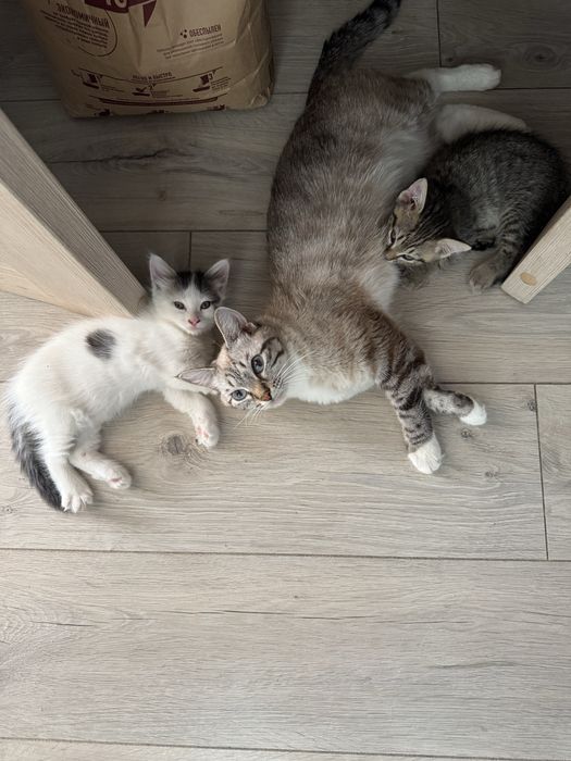 Отдам котят в хорошие рука