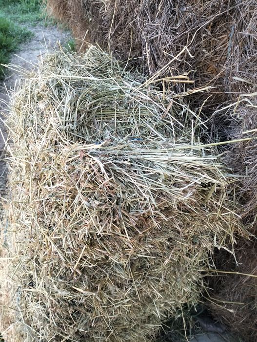 Vând baloți cu lucernă