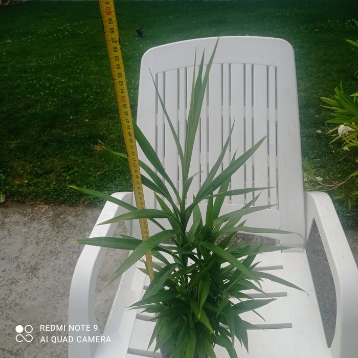 Dracena plantă ornamentală