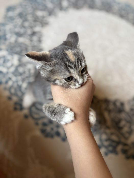 Котенок в добрые руки