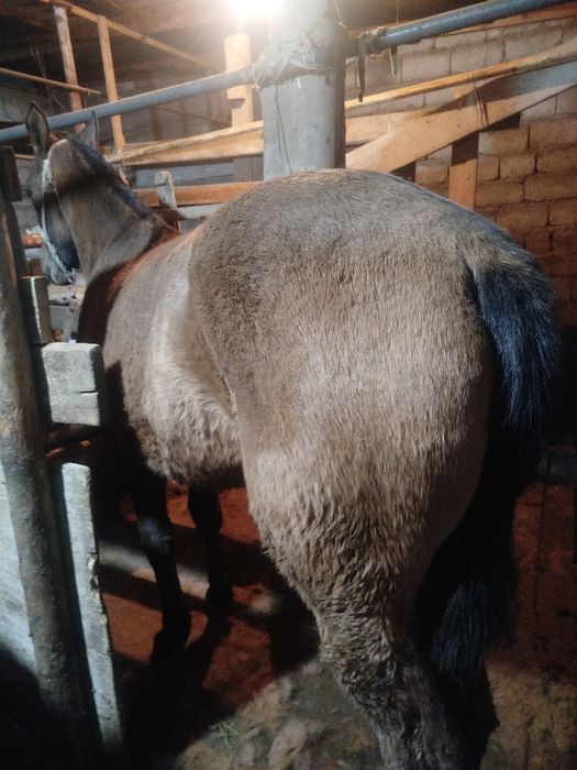 Ұрғашы тай сатылады