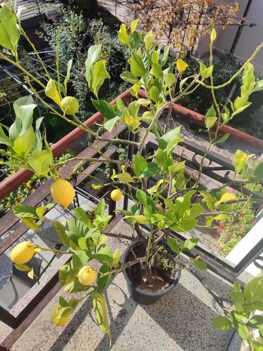 Дърво лимон 2 броя
