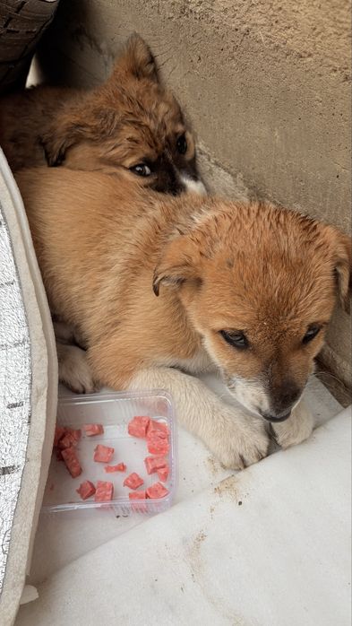 Шенки, кучук боласи текин