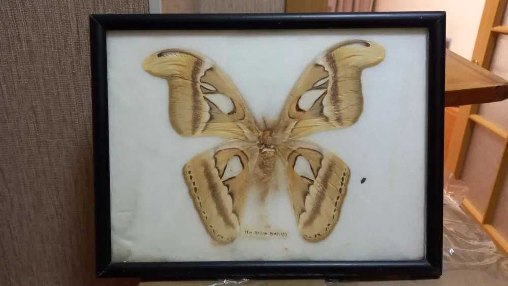 Бабочка павлиноглазка Атлас даром