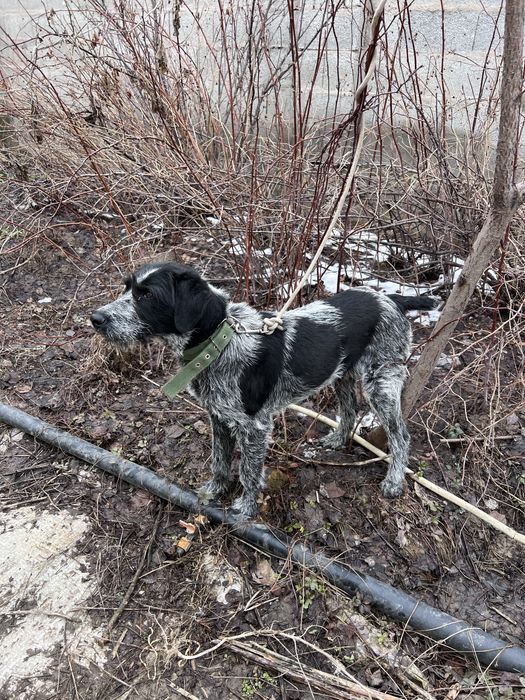 Продаеться дратхаара