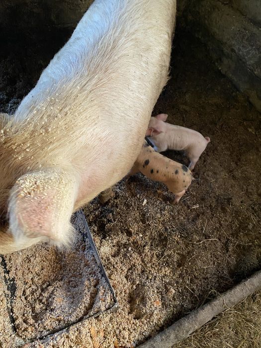 Продам поросят