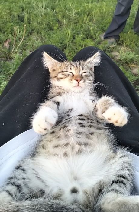 Котята в хорошие руки