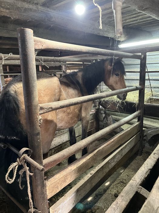 Продаётся жеребец и кобыла