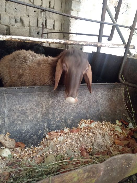 Urgochi nasli qirgiz sogliq qoy  ургочи