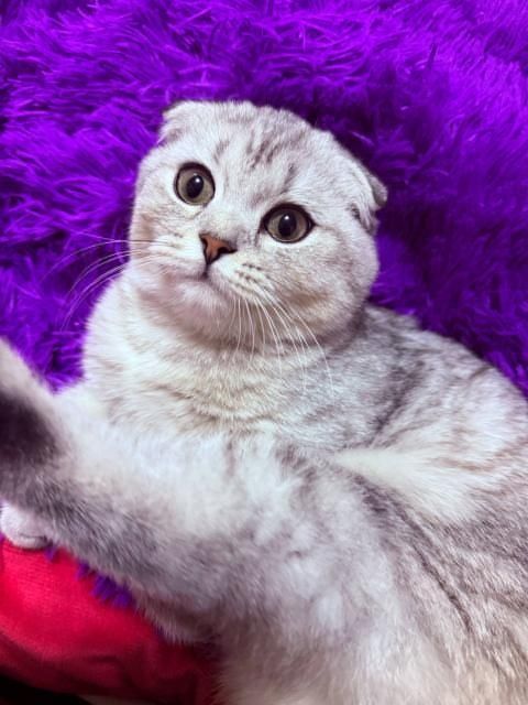 O'g'l bola 6 oyli toza qon serebristiy shinshila fold