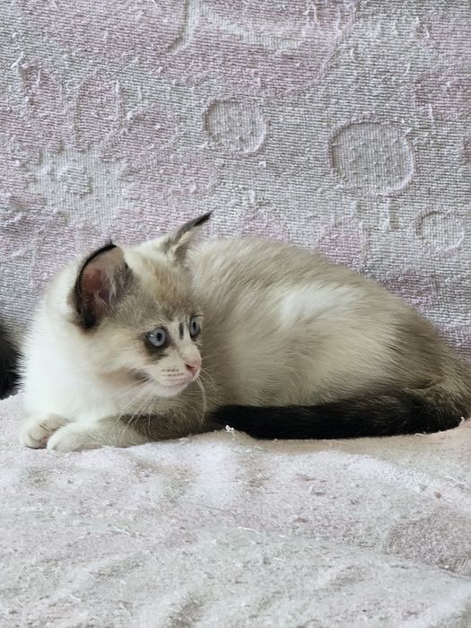 Кошечка девочка в добрые руки