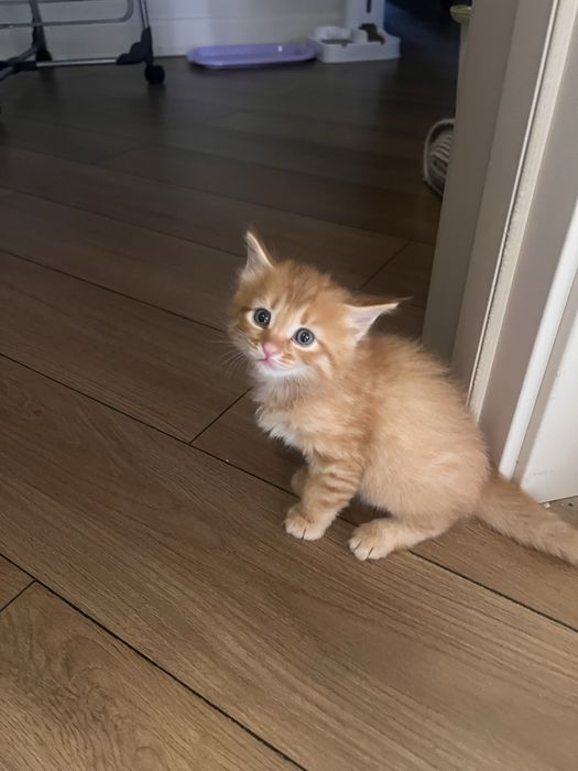 Котенок мальчик