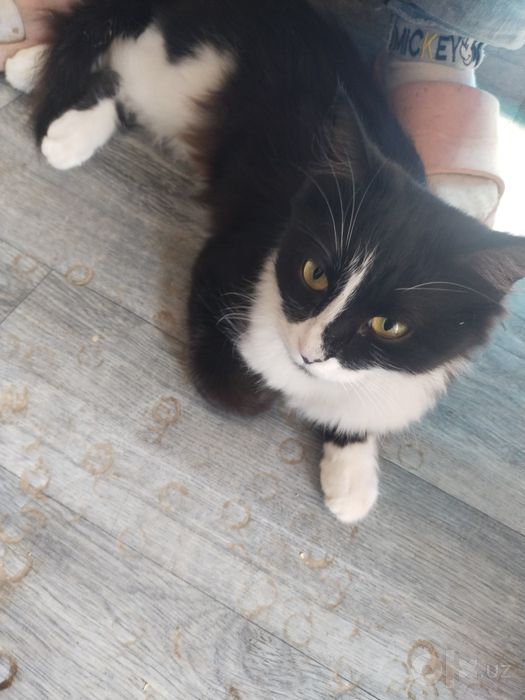 Кошки котята девочки мальчики